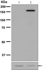 Western blot - Anti-AS160 (phospho T642) antibody [EPR2733(2)] - BSA and Azide free (AB218844), expandable thumbnail