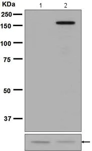 Western blot - Anti-AS160 (phospho T642) antibody [EPR2733(2)] - BSA and Azide free (AB218844)