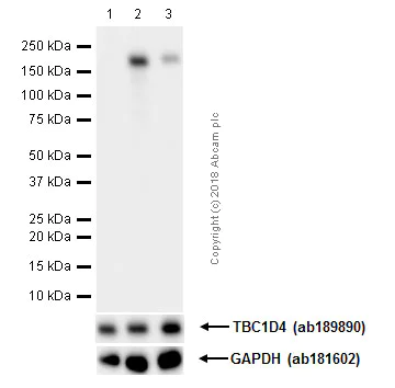 Western blot - Anti-AS160 (phospho T642) antibody [EPR2733(2)] - BSA and Azide free (AB218844)