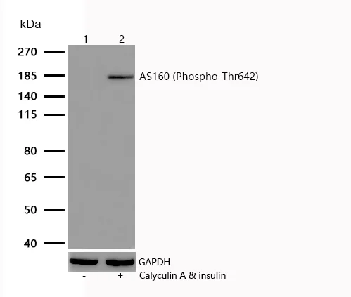Western blot - Anti-AS160 (phospho T642) antibody [SR1272] (AB326671)