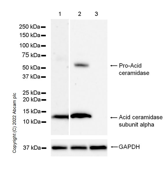 Western blot - Anti-ASAH1 antibody [23/Acid Ceramidase] - BSA and Azide free (AB302634), expandable thumbnail