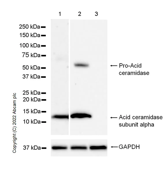 Western blot - Anti-ASAH1 antibody [23/Acid Ceramidase] - BSA and Azide free (AB302634)