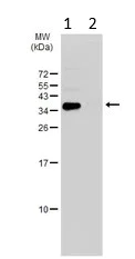 Western blot - Anti-ASAH1 antibody (AB154401)