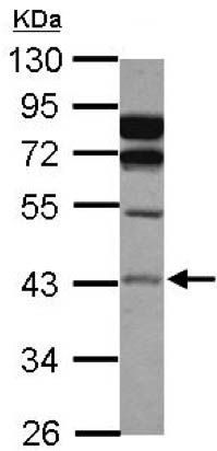 Western blot - Anti-ASAH1 antibody (AB154401), expandable thumbnail