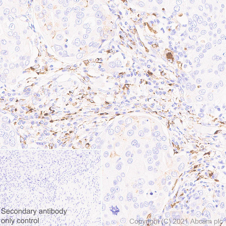 Immunohistochemistry (Formalin/PFA-fixed paraffin-embedded sections) - Anti-ASAH1 antibody [EPR24476-30] (AB282276)