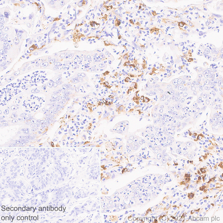 Immunohistochemistry (Formalin/PFA-fixed paraffin-embedded sections) - Anti-ASAH1 antibody [EPR24476-30] (AB282276)