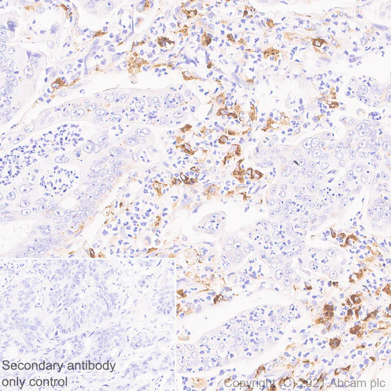 Immunohistochemistry (Formalin/PFA-fixed paraffin-embedded sections) - Anti-ASAH1 antibody [EPR24476-30] (AB282276)