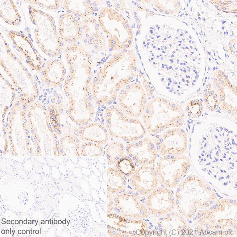 Immunohistochemistry (Formalin/PFA-fixed paraffin-embedded sections) - Anti-ASAH1 antibody [EPR24476-30] (AB282276)