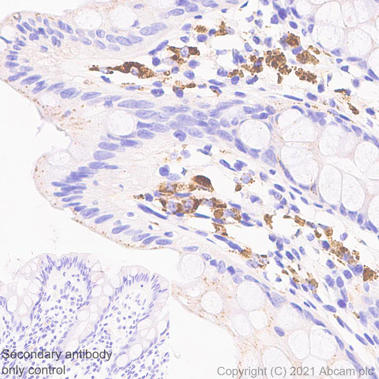 Immunohistochemistry (Formalin/PFA-fixed paraffin-embedded sections) - Anti-ASAH1 antibody [EPR24476-30] (AB282276)