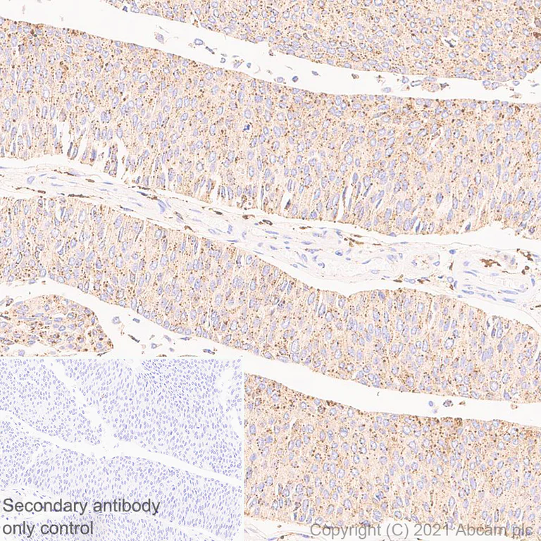 Immunohistochemistry (Formalin/PFA-fixed paraffin-embedded sections) - Anti-ASAH1 antibody [EPR24476-30] (AB282276)