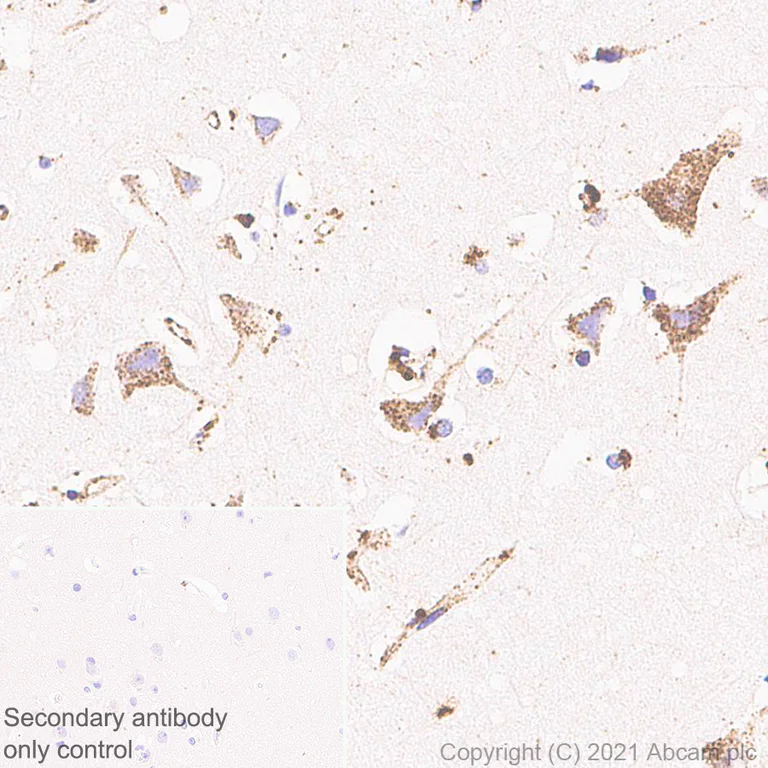 Immunohistochemistry (Formalin/PFA-fixed paraffin-embedded sections) - Anti-ASAH1 antibody [EPR24476-30] (AB282276)