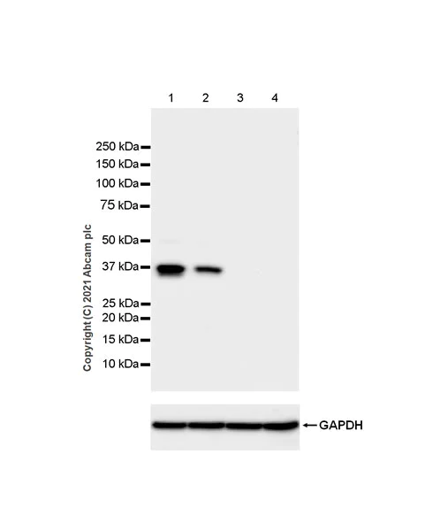 Western blot - Anti-ASAH1 antibody [EPR24476-30] (AB282276)