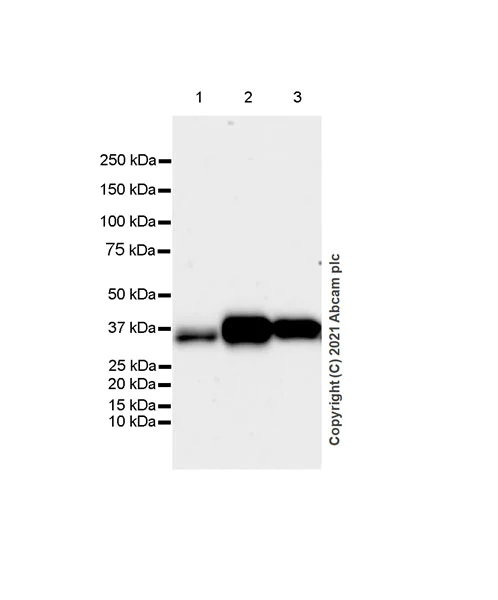 Western blot - Anti-ASAH1 antibody [EPR24476-30] (AB282276)