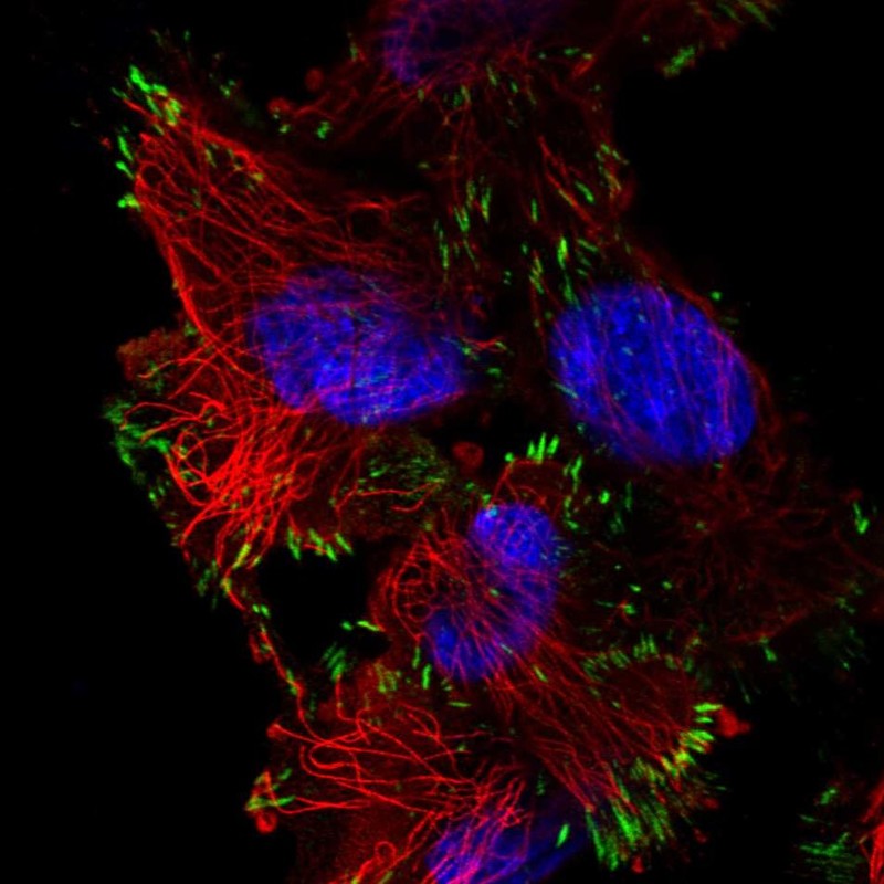 Immunocytochemistry/ Immunofluorescence - Anti-ASAH2 antibody (AB252990), expandable thumbnail
