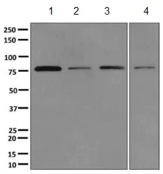 Western blot - Anti-ASAH2B antibody [EPR10539] - BSA and Azide free (AB249617)
