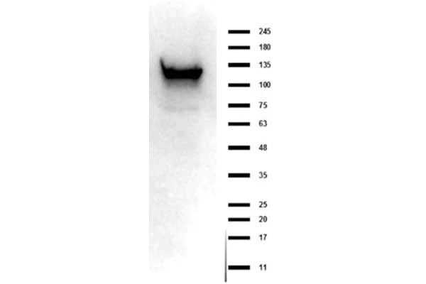Western blot - Anti-ASAP1 / DDEF1 antibody (AB263968)