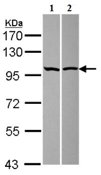 Western blot - Anti-ASAP2 antibody (AB137514)