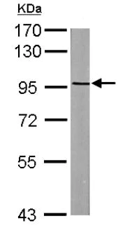 Western blot - Anti-ASAP2 antibody (AB137514)