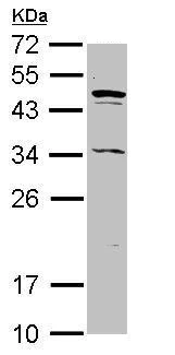 Western blot - Anti-ASB8 antibody (AB227475)