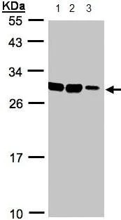 Western blot - Anti-ASB9 antibody (AB97918)