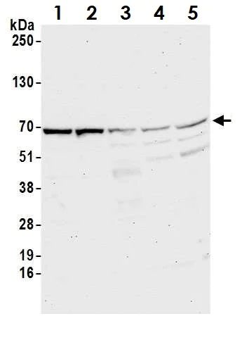 Western blot - Anti-ASC1 antibody (AB70627)