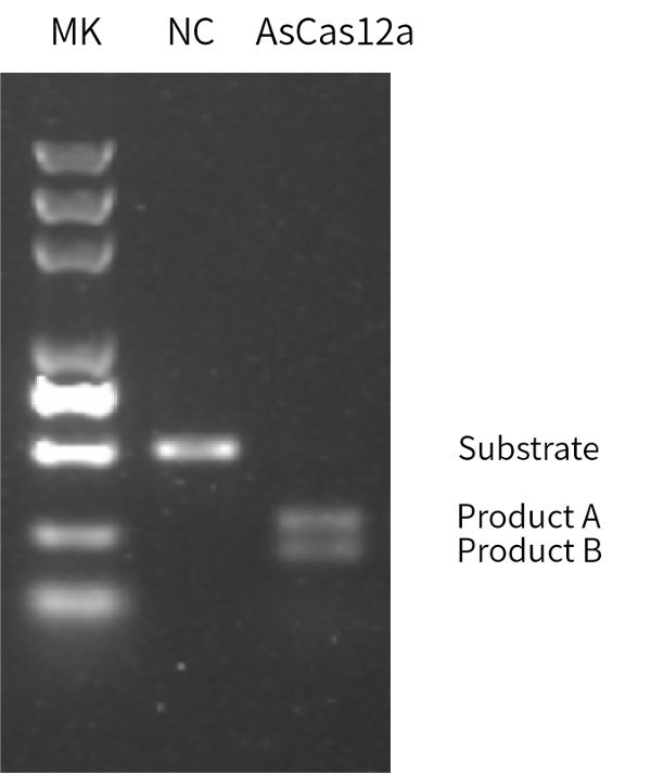 Biological Activity - AsCas12a (Active) (AB316171), expandable thumbnail