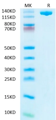 SDS-PAGE - AsCas12a (Active) (AB316171)