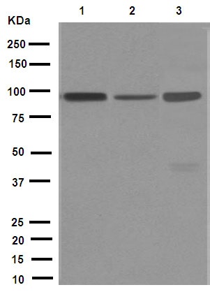 Western blot - Anti-ASCC2 antibody [EPR9773] (AB150368)