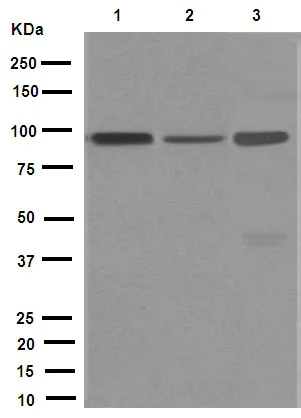 Western blot - Anti-ASCC2 antibody [EPR9773] - BSA and Azide free (AB248946)