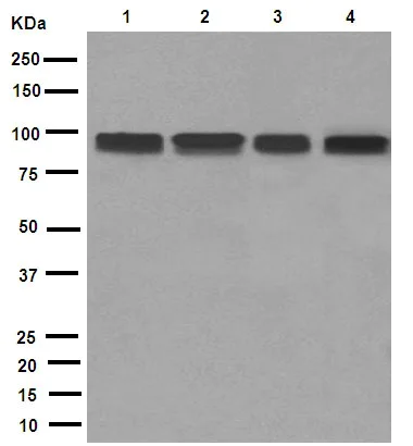 Western blot - Anti-ASCC2 antibody [EPR9773] - BSA and Azide free (AB248946)