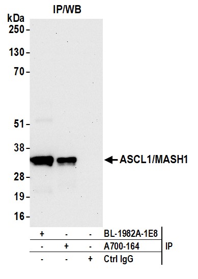Immunoprecipitation - Anti-ASCL1/MASH1 antibody [BLR164J] - BSA free (AB314100), expandable thumbnail
