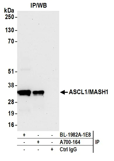 Immunoprecipitation - Anti-ASCL1/MASH1 antibody [BLR164J] - BSA free (AB314100)