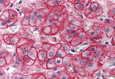 Immunohistochemistry (Formalin/PFA-fixed paraffin-embedded sections) - Anti-ASCT-1 antibody - C-terminal (AB189126)