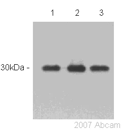 Western blot - Anti-ASF1 A+B antibody (AB53608)