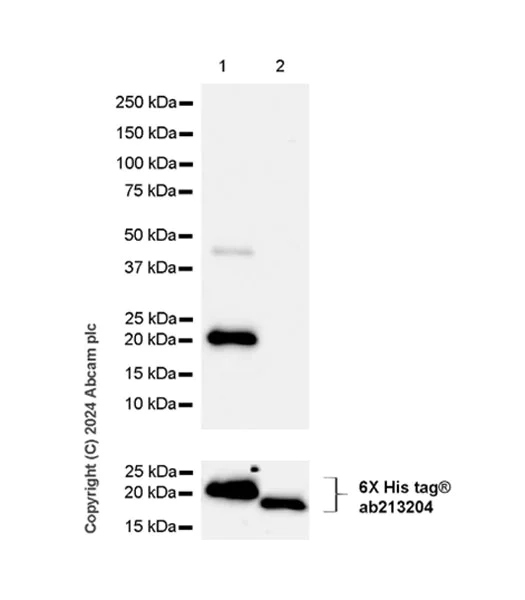 Western blot - Anti-ASF1A antibody [EPR28755-1] (AB317502)