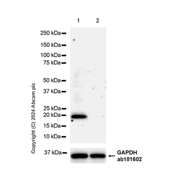 Western blot - Anti-ASF1A antibody [EPR28755-1] - BSA and Azide free (AB317503)