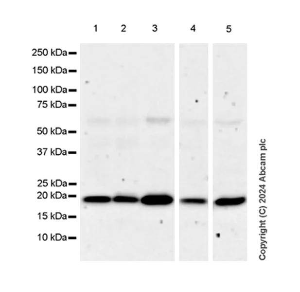 Western blot - Anti-ASF1A antibody [EPR28755-1] - BSA and Azide free (AB317503)