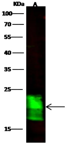 Immunoprecipitation - Anti-ASF1b antibody [004] (AB276071)