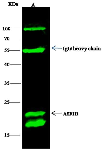 Western blot - Anti-ASF1b antibody [004] (AB276071)