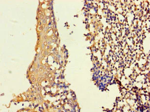 Immunohistochemistry (Formalin/PFA-fixed paraffin-embedded sections) - Anti-ASF1b antibody (AB235358)