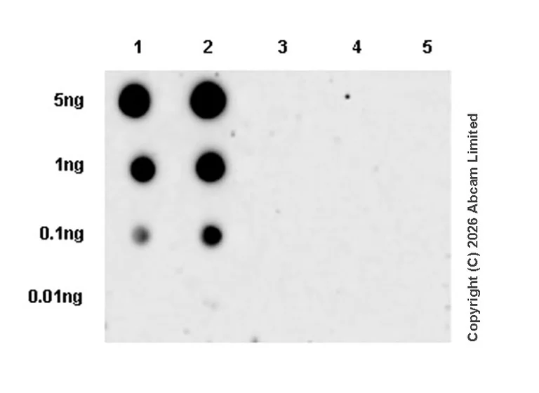 Dot Blot - Anti-ASF1B (phospho S198) antibody [EPR28822-77] (AB325649)