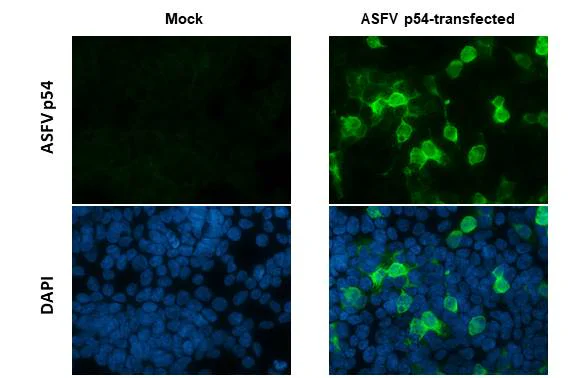 Immunocytochemistry/ Immunofluorescence - Anti-ASFV p54 antibody [GT1075] - BSA and Azide free (AB327555)