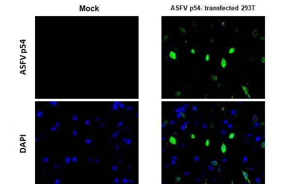 Immunohistochemistry (Formalin/PFA-fixed paraffin-embedded sections) - Anti-ASFV p54 antibody [GT1075] - BSA and Azide free (AB327555)