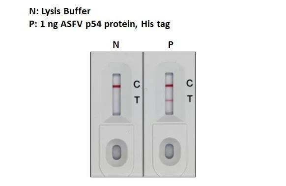 Lateral flow assay - Anti-ASFV p54 antibody [GT1075] - BSA and Azide free (AB327555)