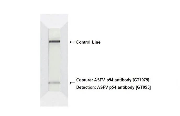 Lateral flow assay - Anti-ASFV p54 antibody [GT1075] - BSA and Azide free (AB327555)