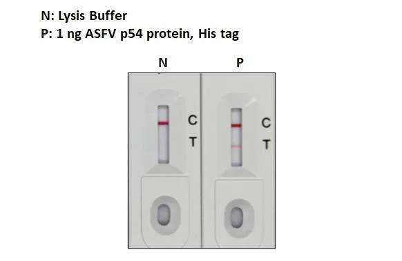 Lateral flow assay - Anti-ASFV p54 antibody [GT1075] - BSA and Azide free (AB327555)