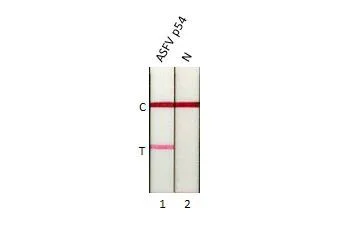Lateral flow assay - Anti-ASFV p54 antibody [GT1075] - BSA and Azide free (AB327555)