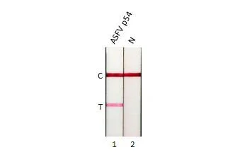 Lateral flow assay - Anti-ASFV p54 antibody [GT1075] - BSA and Azide free (AB327555)