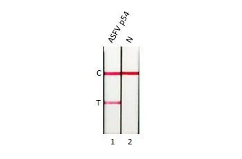 Lateral flow assay - Anti-ASFV p54 antibody [GT1075] - BSA and Azide free (AB327555)