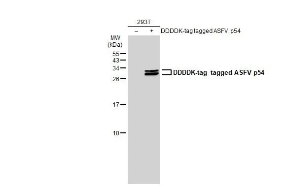 Western blot - Anti-ASFV p54 antibody [GT1075] - BSA and Azide free (AB327555)